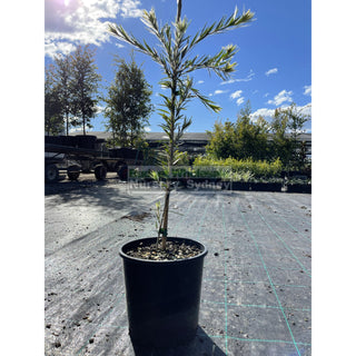 Calistemon Slim 200Mm Pot Plants