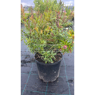 Callistemon Captain Cook 200Mm Pot Plants