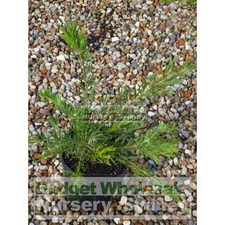 Callistemon Dawson River Weeper 200Mm Pot Bottlebrush Plants