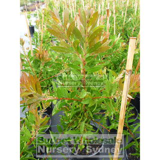 Callistemon Endevour 200Mm Pot Red Bottlebrush Plants