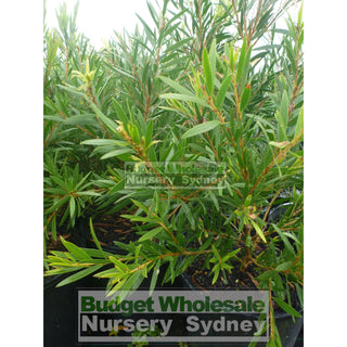 Callistemon Hannah Ray 200Mm Pot Red Bottlebrush Plants