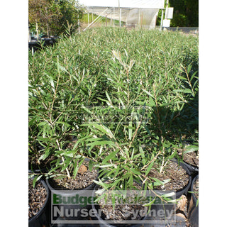 Callistemon Kings Park Special 200Mm Pot Red Bottlebrush Plants