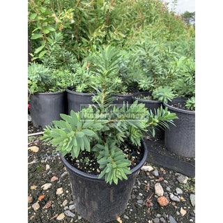 Callistemon Little John 200Mm Pot Plants