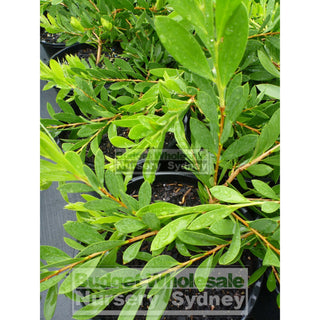 Callistemon White Anzac 200Mm Pot Bottlebrush Plants