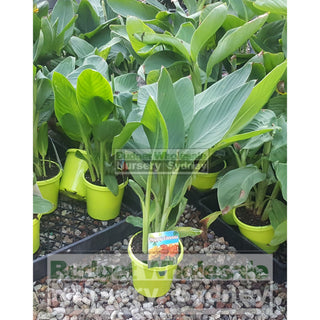 Canna Lilly Mixed 150Mm Default Type