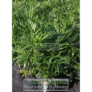 Cascade Palm 200Mm Pots - Chamaedorea Cataractarum Default Type