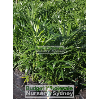 Cascade Palm Medium 250Mm Pots - Chamaedorea Cataractarum Default Type