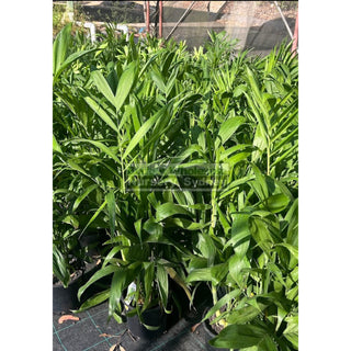 Chamaedorea seifrizii - Bamboo Palm 175mm pot Default type