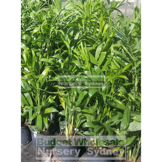 Chamaedorea Seifrizii - Bamboo Palm 175Mm Pot Default Type