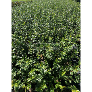 Chinese Star Jasmine 200Mm Pot. Trachlespermum Jasminoides Plants