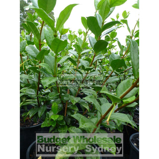 Chinese Star Jasmine 200Mm Pot. Trachlespermum Jasminoides Plants