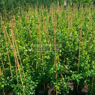 Chinese Star Jasmine Large Tripod Staked 300Mm Pot. Trachlespermum Jasminoides Plants
