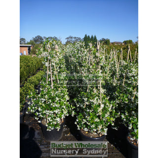 Chinese Star Jasmine Large Tripod Staked Extra Xlarge 400Mm Pot. Trachlespermum Jasminoides Plants