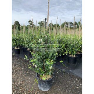 Chinese Star Jasmine Large Tripod Staked Extra Xlarge 400Mm Pot. Trachlespermum Jasminoides Plants