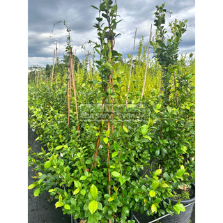 Chinese Star Jasmine Large Tripod Staked Extra Xlarge 400Mm Pot. Trachlespermum Jasminoides Plants