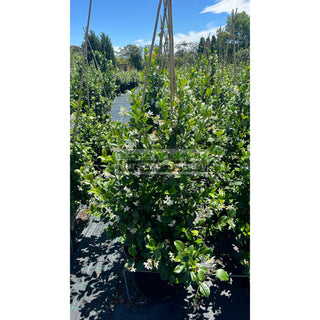 Chinese Star Jasmine Large Tripod Staked Extra Xlarge 400Mm Pot. Trachlespermum Jasminoides Plants