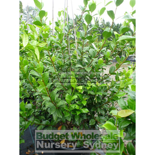 Chinese Star Jasmine Large Tripod Staked Extra Xlarge 400Mm Pot. Trachlespermum Jasminoides Plants