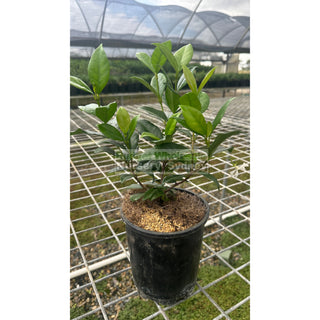 Chinese Star Jasmine Small 140Mm Pot. Trachlespermum Jasminoides Plants