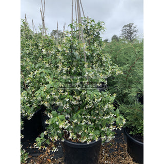 Chinese Star Jasmine Xxxlarge Tripod Staked 500Mm Pot. Trachlespermum Jasminoides Plants