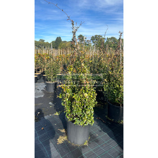 Chinese Star Jasmine Xxxlarge Tripod Staked 500Mm Pot. Trachlespermum Jasminoides Plants