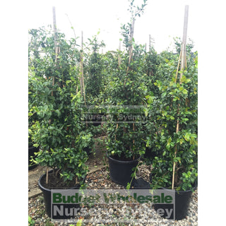 Chinese Star Jasmine Xxxlarge Tripod Staked 500Mm Pot. Trachlespermum Jasminoides Plants