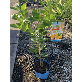 Citrus Dwarf Lemon Tree Cv Eureka 5Ltr Default Type