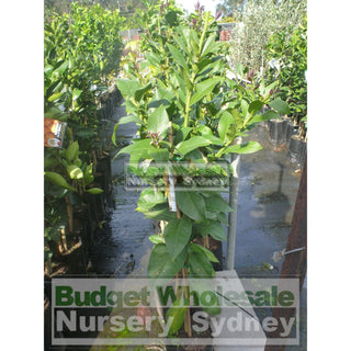 Citrus Lemon Tree Cv Lisbon 5Ltr Default Type