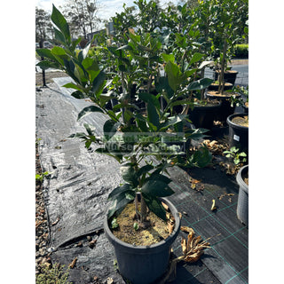 Citrus Lemon Tree Cv Lisbon 300Mm Pot Default Type