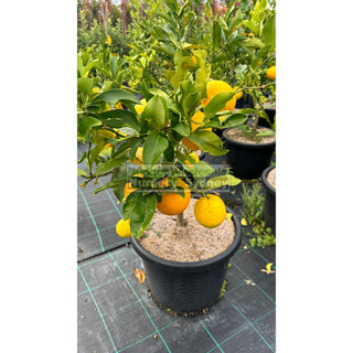 Citrus Lemon Tree Cv Meyer Xlarge 400Mm Pot Default Type