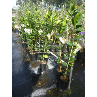 Citrus Lemon Tree Cv Meyer 5Ltr Default Type