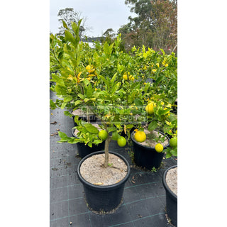 Citrus Lemon Tree Cv Meyer Xlarge 400Mm Pot Default Type