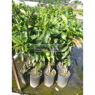 Citrus Orange Tree Cv Seedless Valencia 5Ltr Default Type