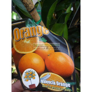 Citrus Orange Tree Cv Valencia 5Ltr Default Type