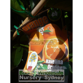 Citrus Orange Tree Navel Navelina 5Ltr Default Type