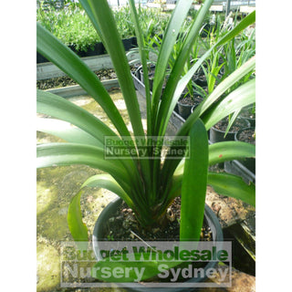 Clivia Miniata 125Mm Pot Belgian Hybrid Plants