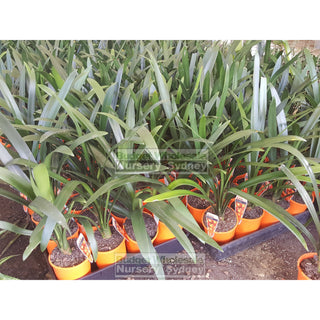 Clivia Miniata 125Mm Pot Belgian Hybrid Plants