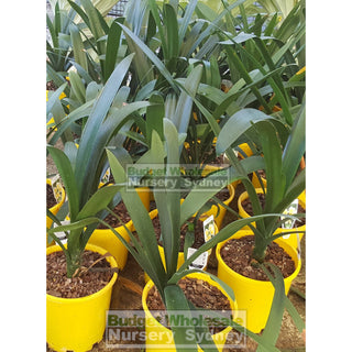 Clivia Miniata 200Mm Cream/yellow Default Type