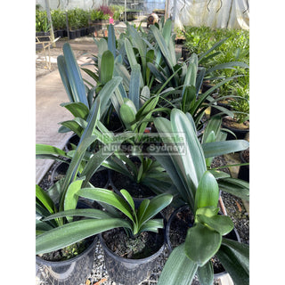 Clivia Miniata Large Belgian Hybrid 200Mm Pot Plants