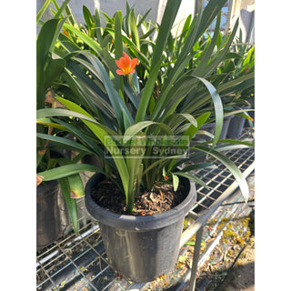 Clivia Miniata XLarge 300mm Pot Plants