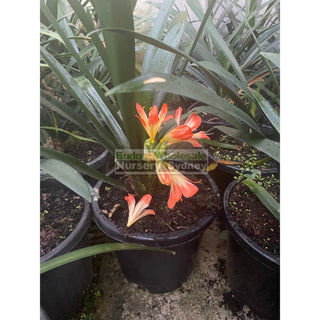 Clivia Miniata Xlarge 300Mm Pot Plants