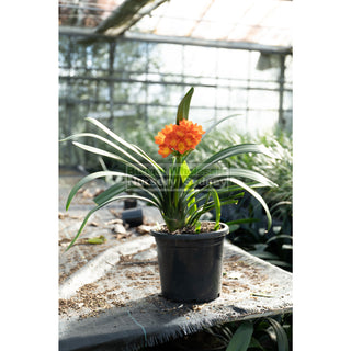 Clivia Miniata Xlarge Belgian Hybrid 300Mm Pot Plants