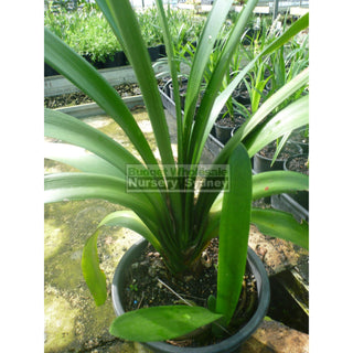 Clivia Miniata Large Belgian Hybrid 200Mm Pot Plants