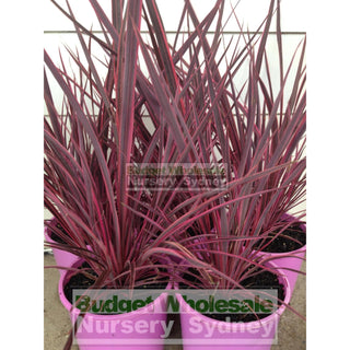 Cordyline Electric Pink 200Mm Pots Plants