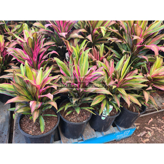 Cordyline fruticosa Kiwi 200mm Default type