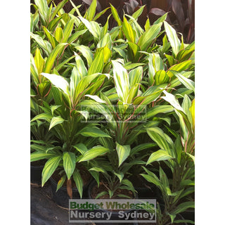 Cordyline Fruticosa Kiwi 200Mm Default Type