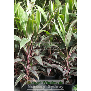 Cordyline Fruticosa Pink Diamond 200Mm Default Type