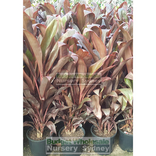Cordyline Fruticosa Rubra 200Mm Default Type