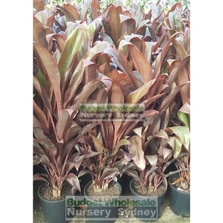 Cordyline Fruticosa Rubra 200Mm Default Type