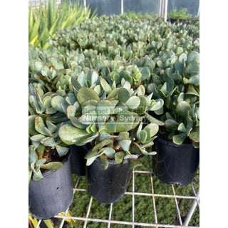 Crassula Blue Bird 140Mm