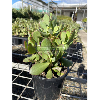 Crassula Ovata 140Mm